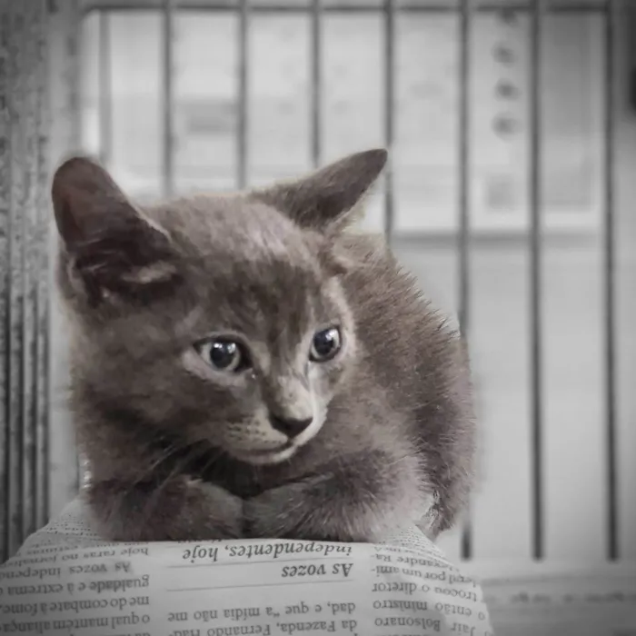 Gato ra a SRD-ViraLata idade Abaixo de 2 meses nome Adoção conjunta 
