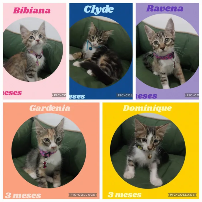 Gato ra a SRD-ViraLata idade 2 a 6 meses nome Lindos filhotes para adoção 