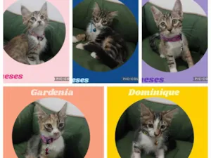 Gato raça SRD-ViraLata idade 2 a 6 meses nome Lindos filhotes para adoção 