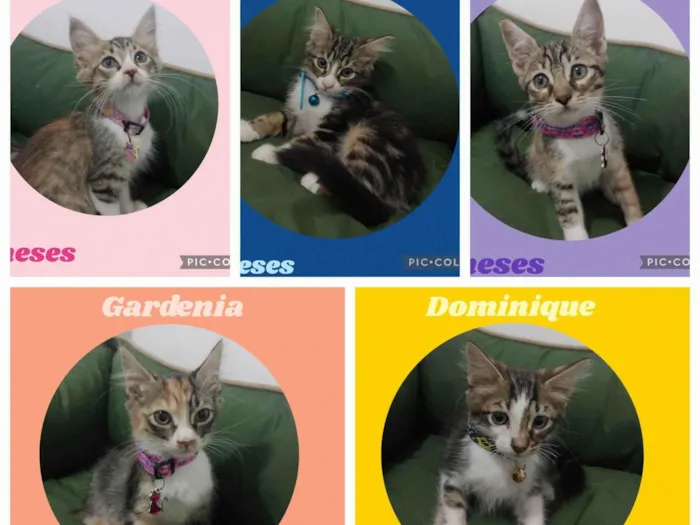 Gato ra a SRD-ViraLata idade 2 a 6 meses nome Lindos filhotes para adoção 