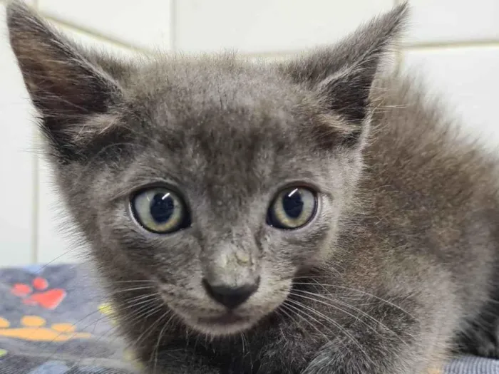 Gato ra a SRD-ViraLata idade Abaixo de 2 meses nome Adoção conjunta 