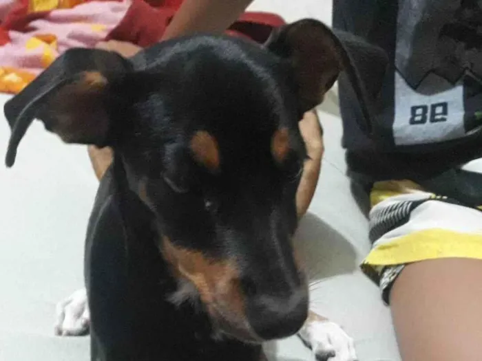 Cachorro ra a SRD-ViraLata pinscher  idade 2 a 6 meses nome Minie