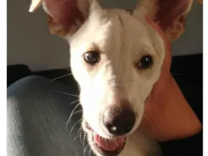 Cachorro raça Mestiço  idade 7 a 11 meses nome Apollo