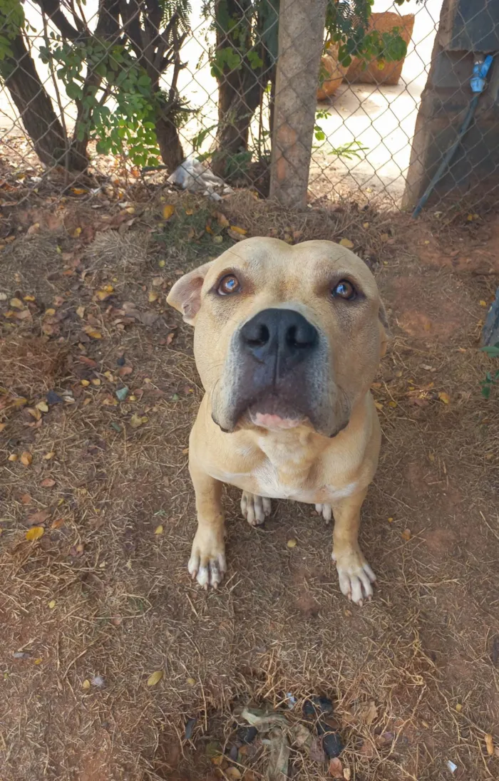 Cachorro ra a Srd idade 1 ano nome Zeus