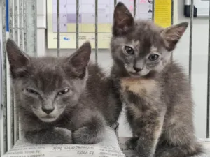 Gato raça SRD-ViraLata idade Abaixo de 2 meses nome Adoção conjunta 