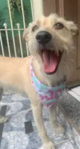 ESTRELA