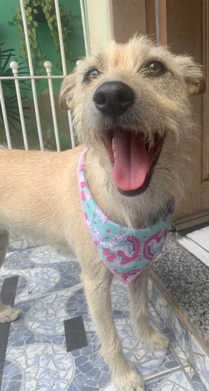 Cachorro ra a Srd idade 1 ano nome ESTRELA