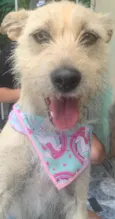 ESTRELA