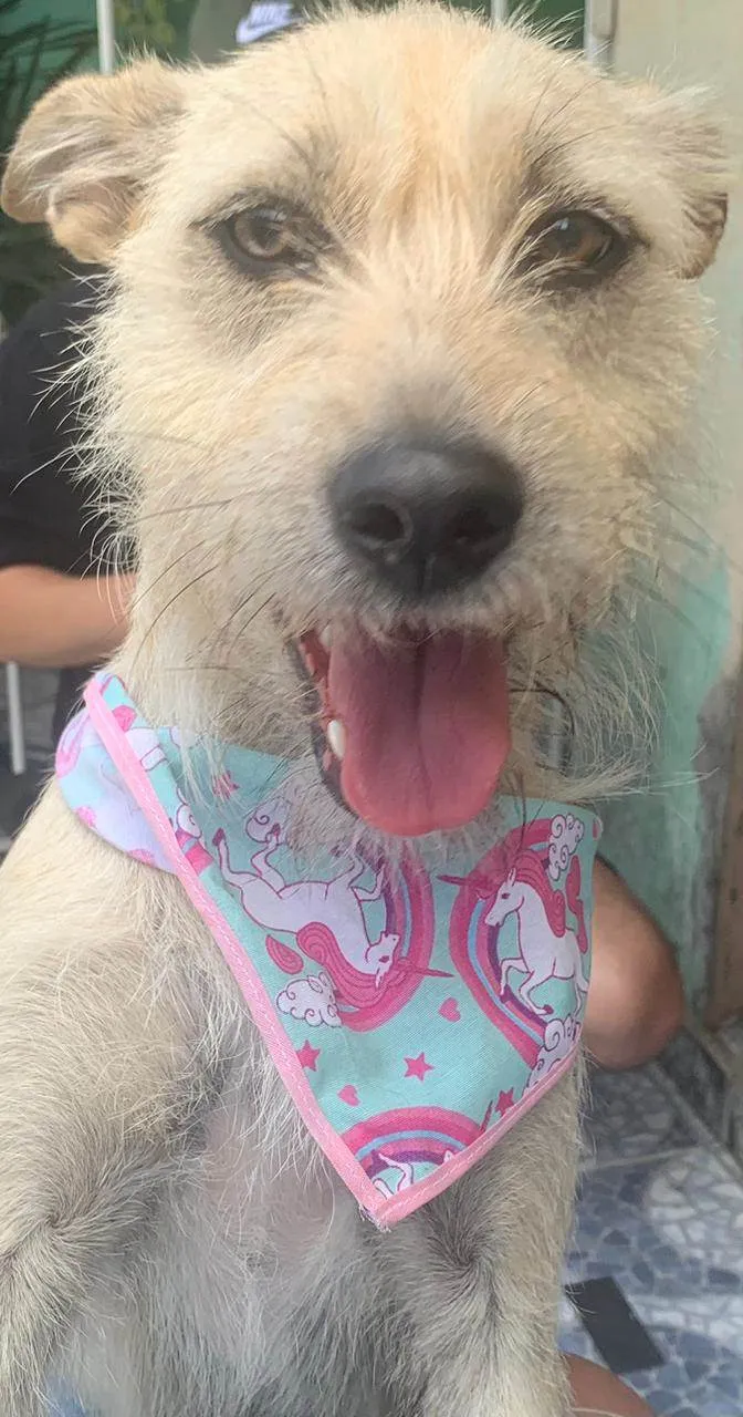Cachorro ra a Srd idade 1 ano nome ESTRELA