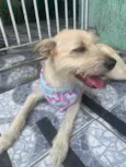 ESTRELA