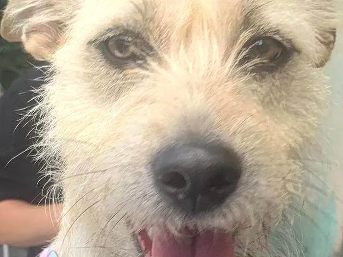 Cachorro ra a Srd idade 1 ano nome ESTRELA