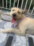 ESTRELA