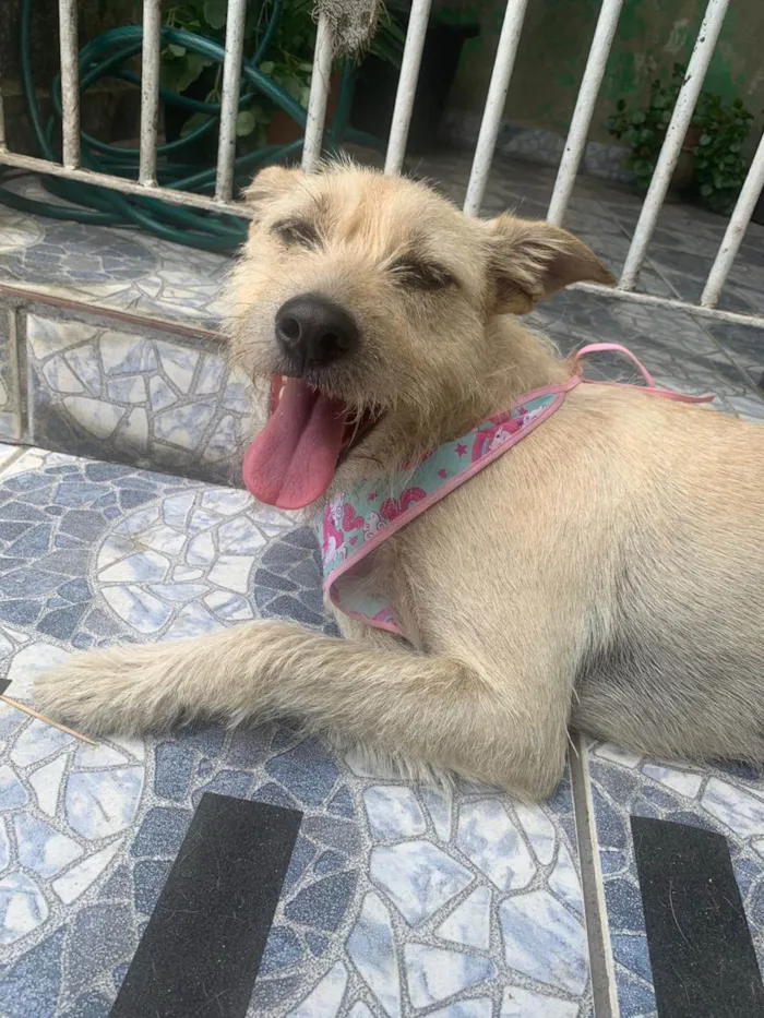 Cachorro ra a Srd idade 1 ano nome ESTRELA
