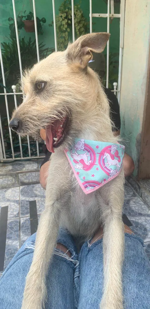 Cachorro ra a Srd idade 1 ano nome ESTRELA