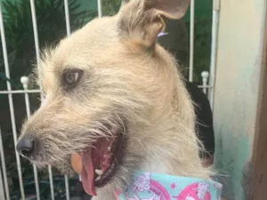 Cachorro raça Srd idade 1 ano nome ESTRELA