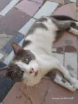 Thomas