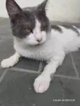 Thomas
