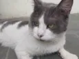 Thomas