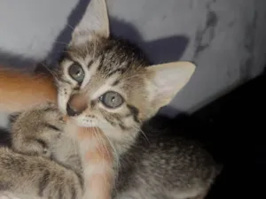 Gato raça  idade Abaixo de 2 meses nome N tem nome 