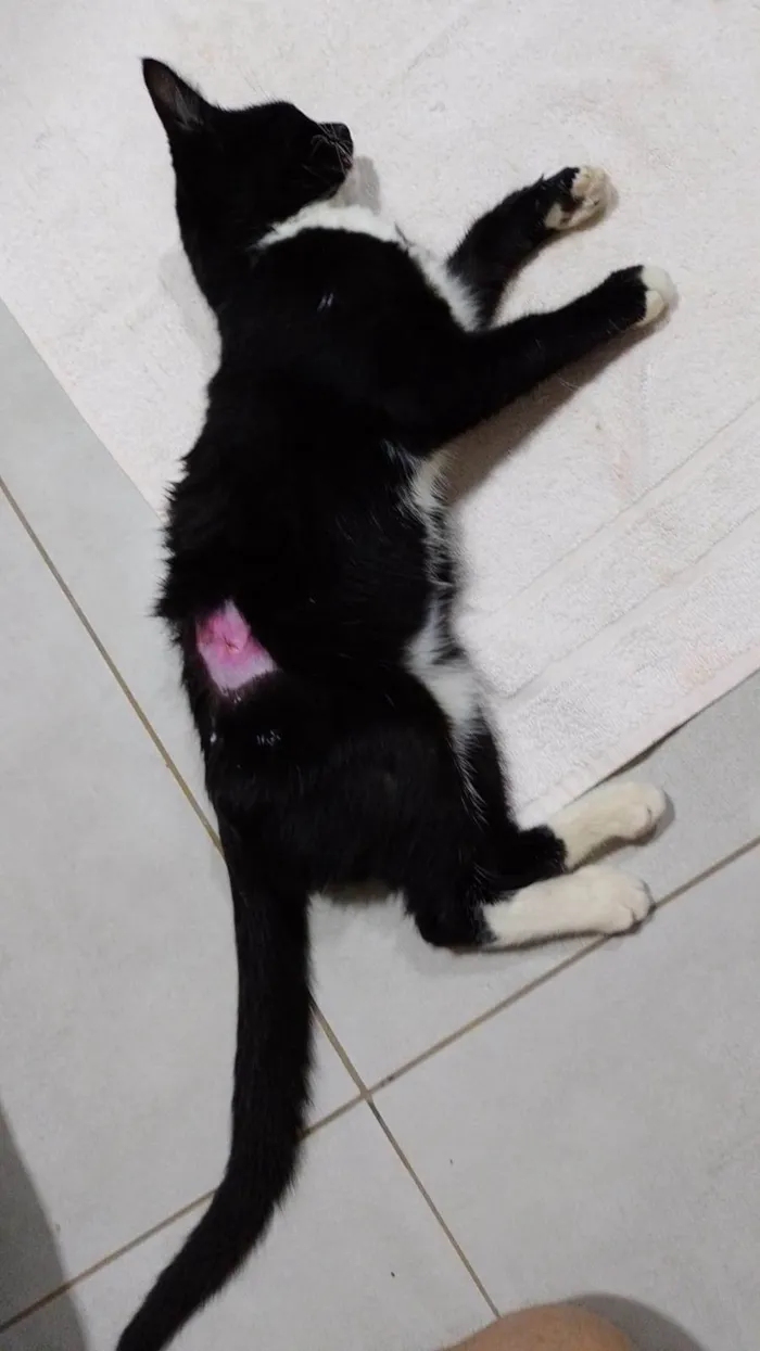 Gato ra a Não definida idade 2 a 6 meses nome Sophia 