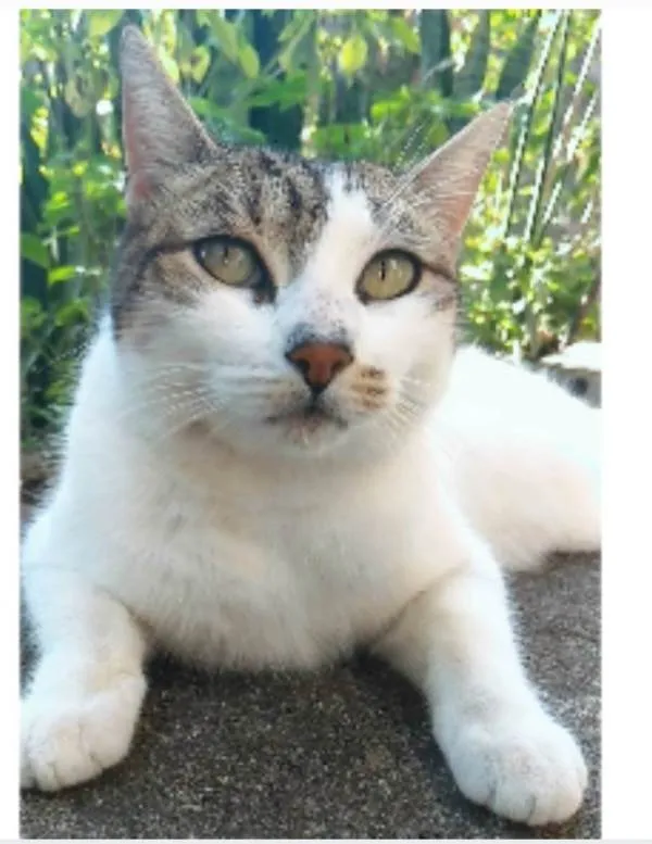 Gato ra a srd idade 2 anos nome ÍRIS