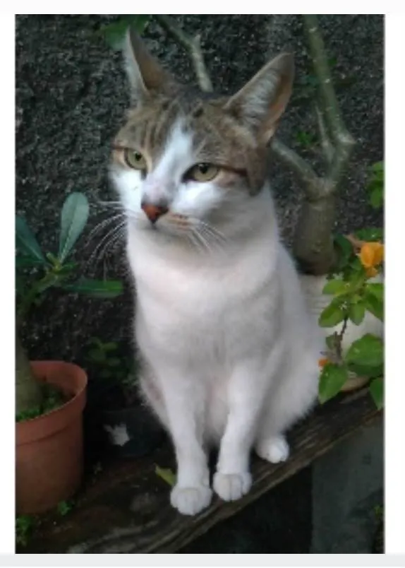 Gato ra a srd idade 2 anos nome ÍRIS