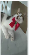 ÍRIS