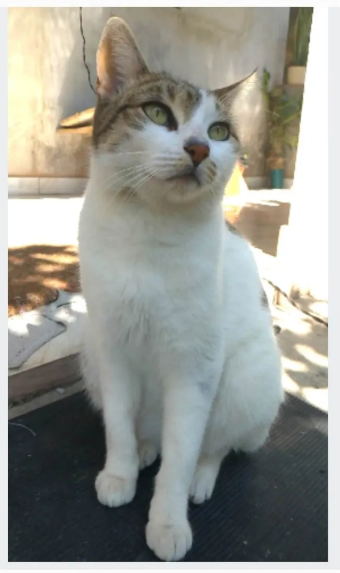 Gato ra a srd idade 2 anos nome ÍRIS