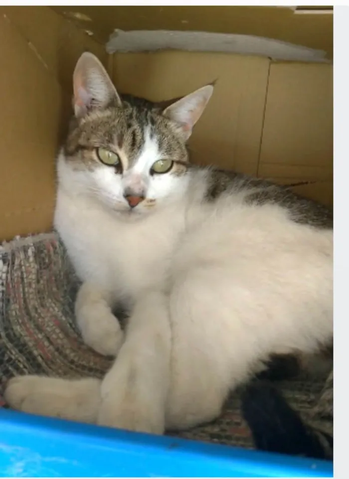 Gato ra a srd idade 2 anos nome ÍRIS