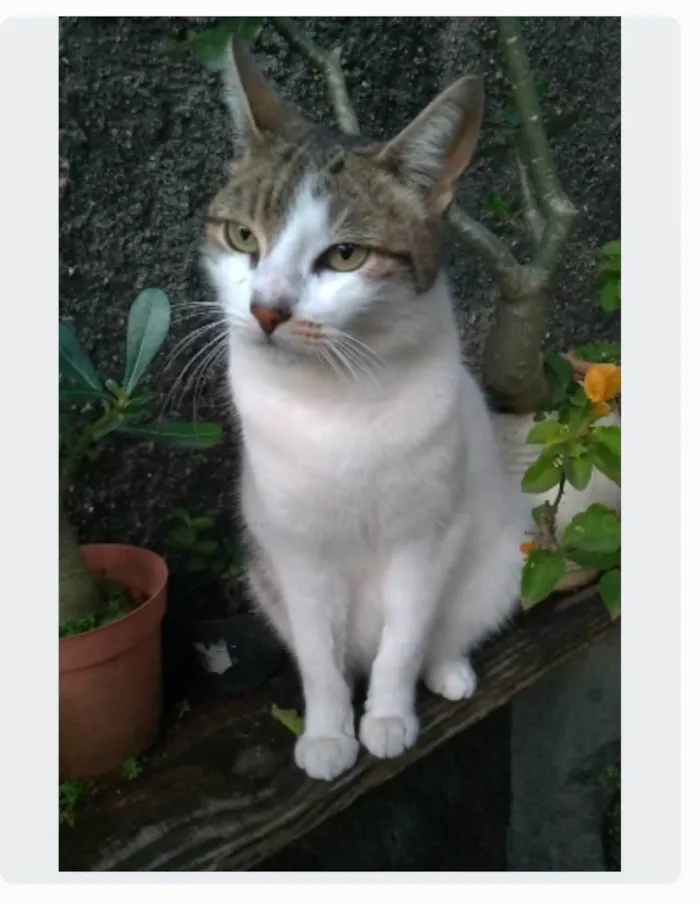 Gato ra a srd idade 2 anos nome ÍRIS