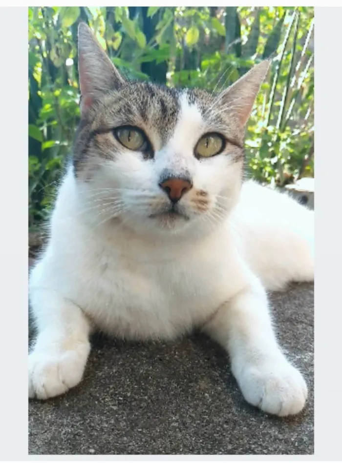 Gato ra a srd idade 2 anos nome ÍRIS