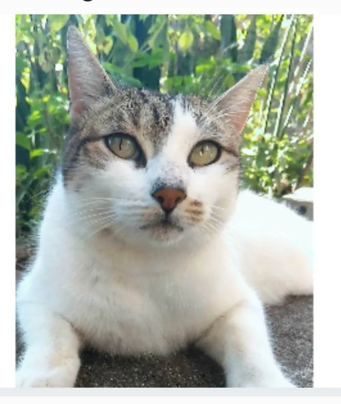 Gato ra a srd idade 2 anos nome ÍRIS
