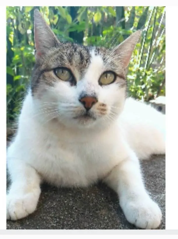 Gato ra a srd idade 2 anos nome ÍRIS