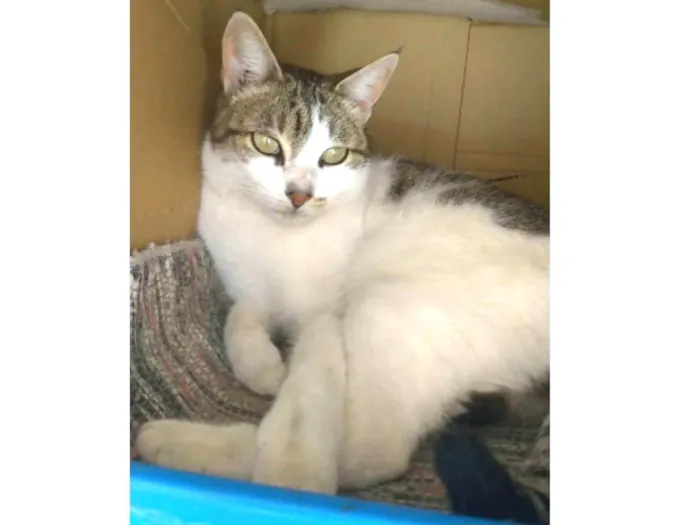 Gato ra a srd idade 2 anos nome ÍRIS