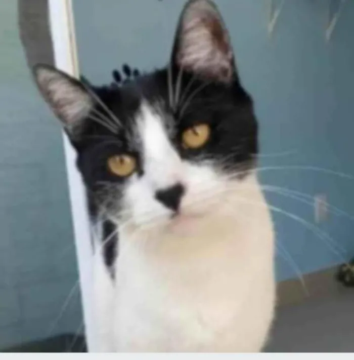Gato ra a srd frajolinha  idade 2 anos nome MAG