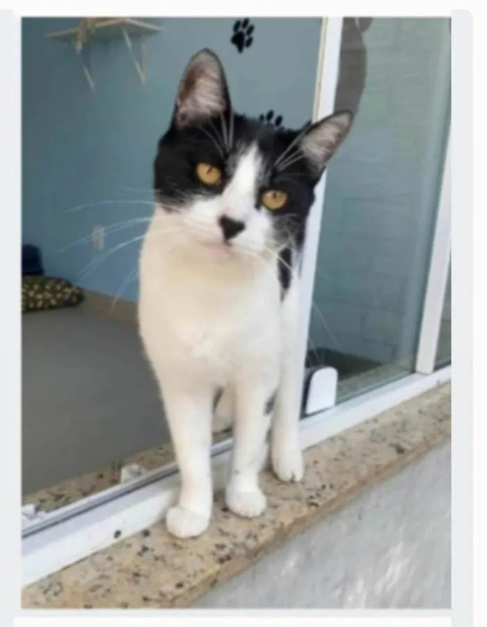 Gato ra a srd frajolinha  idade 2 anos nome MAG