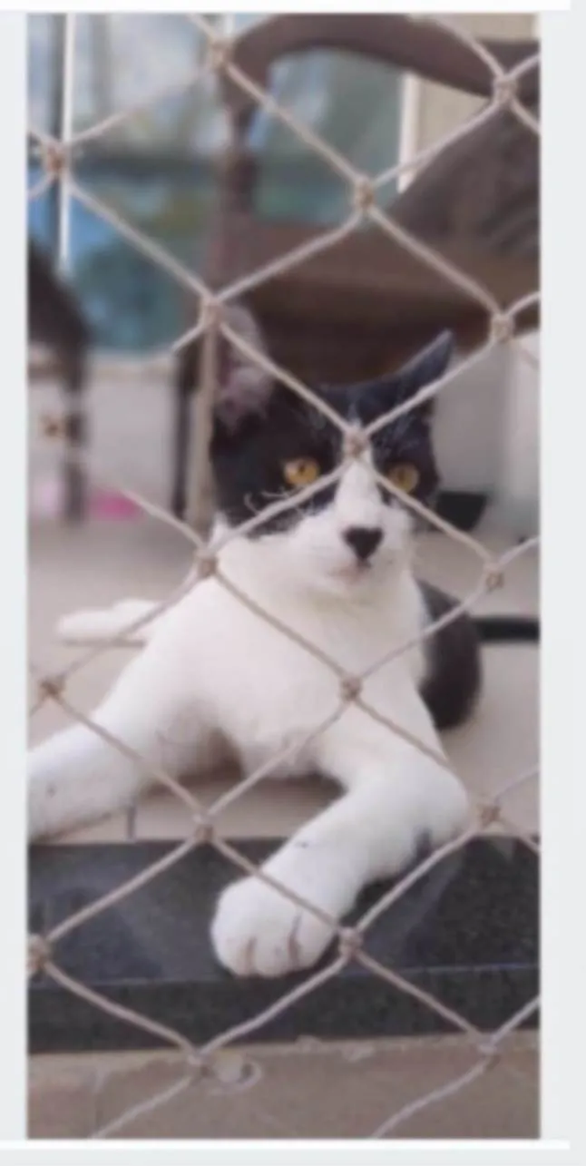 Gato ra a srd frajolinha  idade 2 anos nome MAG