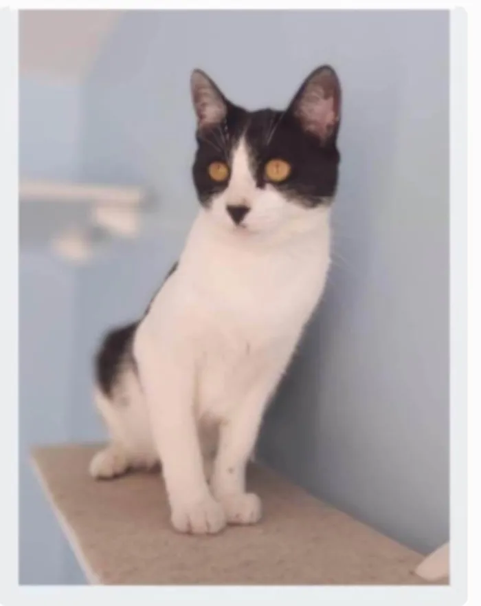 Gato ra a srd frajolinha  idade 2 anos nome MAG
