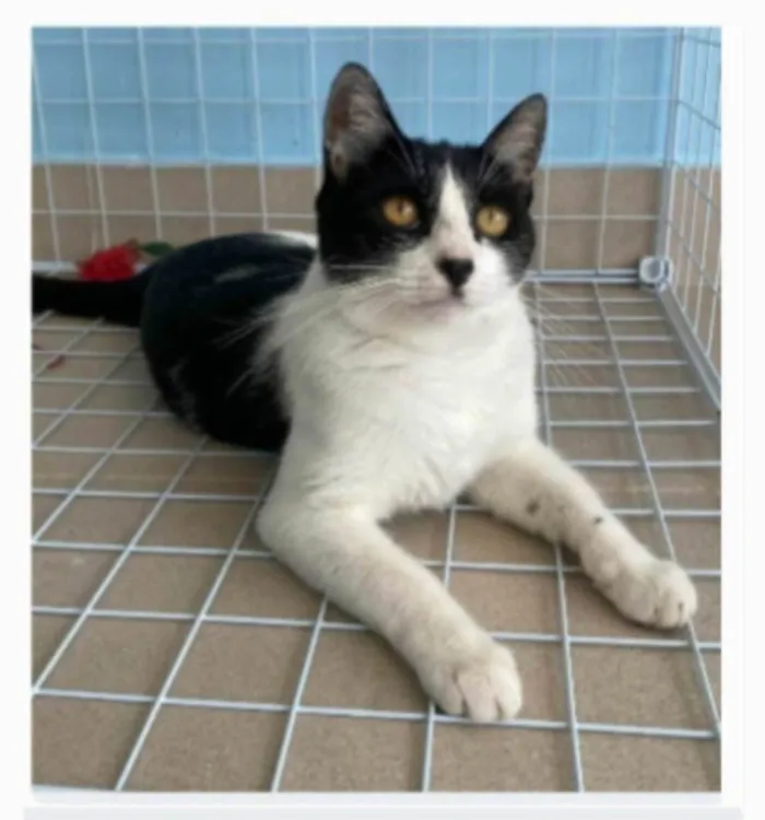 Gato ra a srd frajolinha  idade 2 anos nome MAG