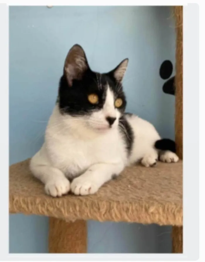 Gato ra a srd frajolinha  idade 2 anos nome MAG