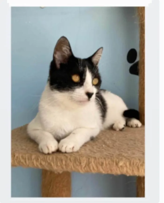 Gato ra a srd frajolinha  idade 2 anos nome MAG