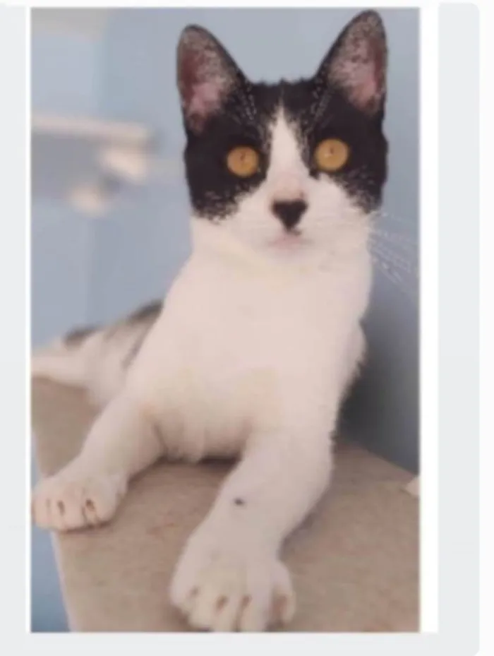 Gato ra a srd frajolinha  idade 2 anos nome MAG