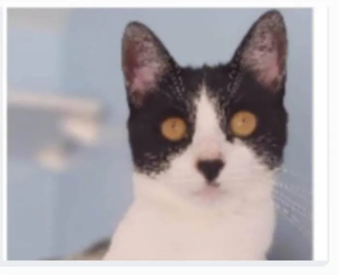 Gato ra a srd frajolinha  idade 2 anos nome MAG
