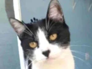 Gato raça srd frajolinha  idade 2 anos nome MAG