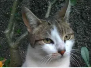 Gato raça srd idade 2 anos nome ÍRIS