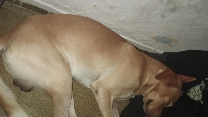Cachorro ra a Labrador e viralata idade 1 ano nome Tob