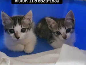 Gato raça SDR idade Abaixo de 2 meses nome Gemeas