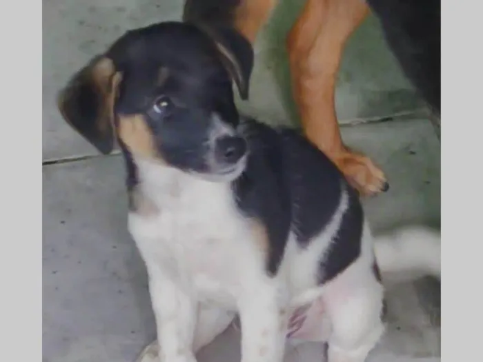 Cachorro ra a SRD-ViraLata idade 2 a 6 meses nome Tobby