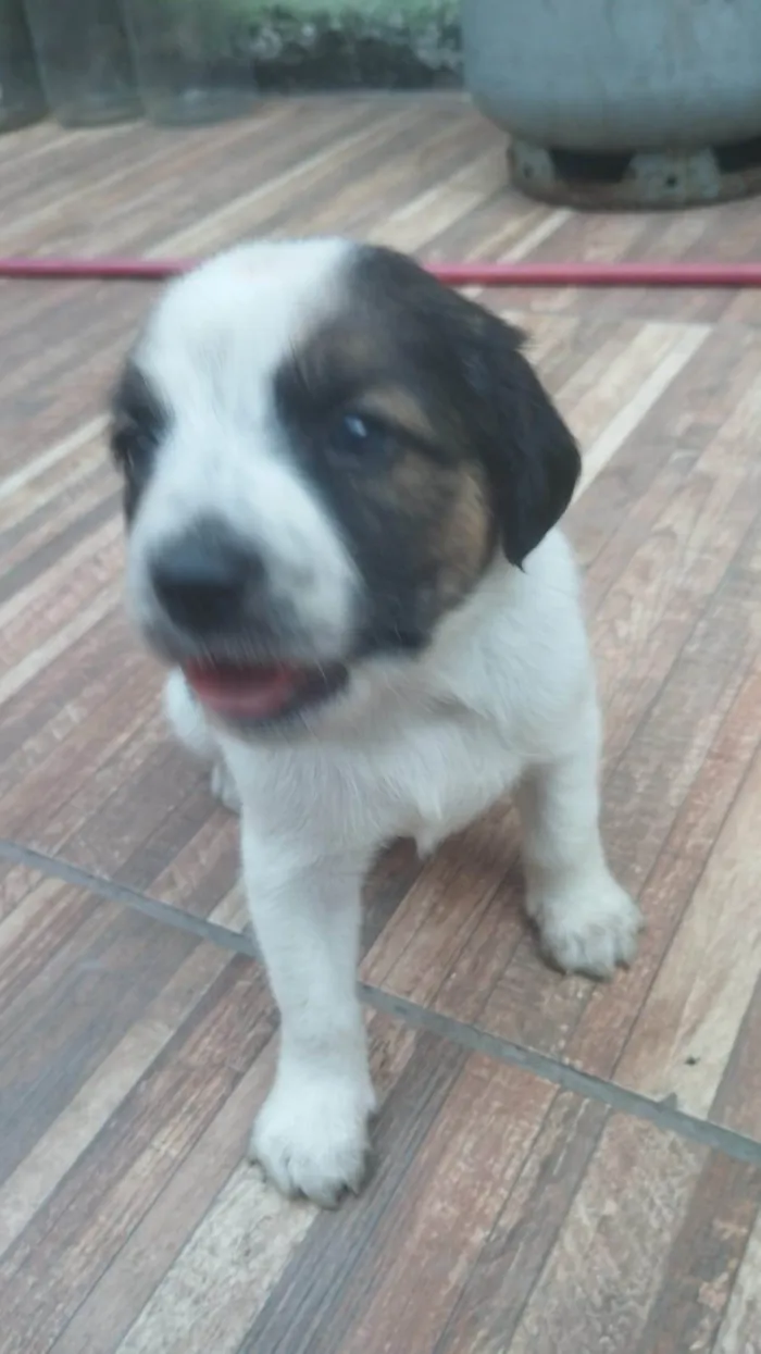 Cachorro ra a SRD-ViraLata idade 2 a 6 meses nome Charlote