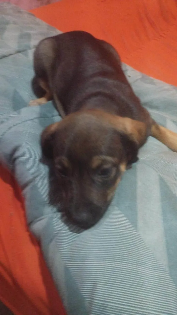 Cachorro ra a SRD-ViraLata idade 2 a 6 meses nome Chiara